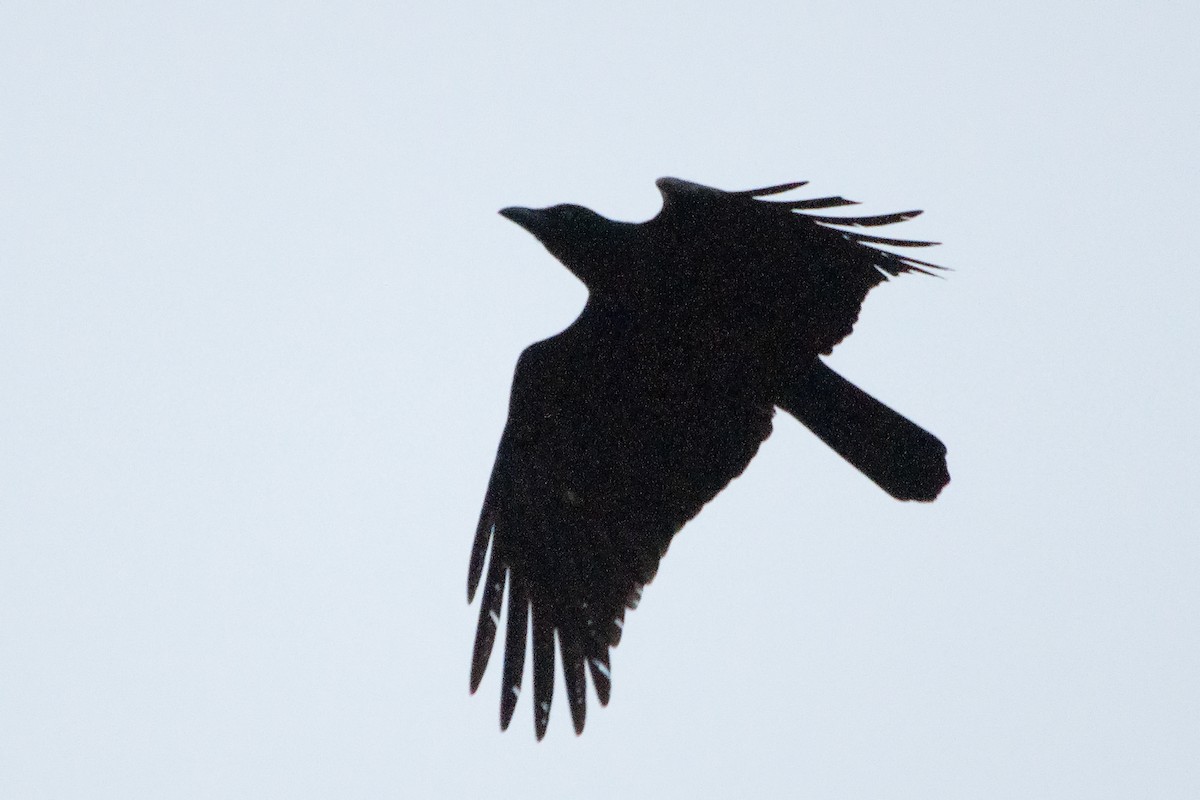 Torresian Crow - ML611015065