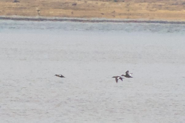 White-winged Scoter - ML611015170