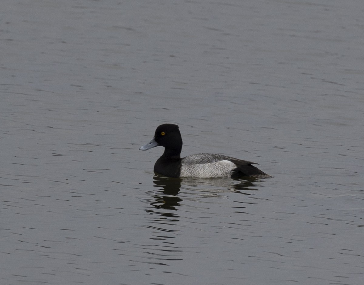 Lesser Scaup - ML611015176