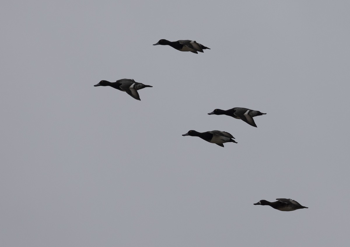 Lesser Scaup - ML611015177