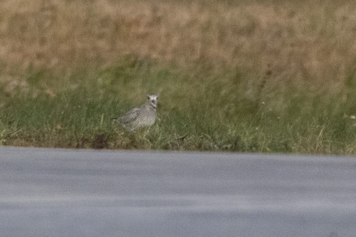 Black-bellied Plover - ML611015192