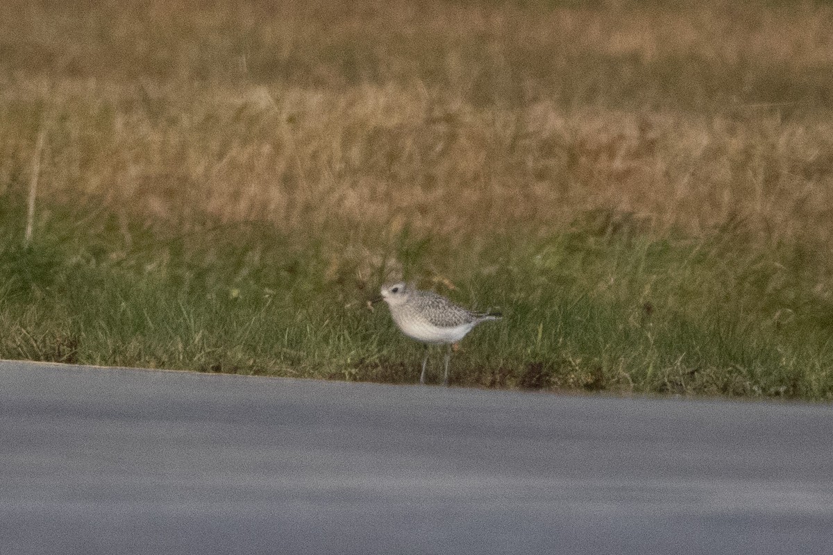 Black-bellied Plover - ML611015193