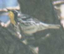 Yellow-throated Warbler (albilora) - ML61101521