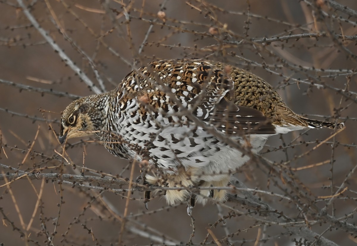 Sharp-tailed Grouse - ML611015238
