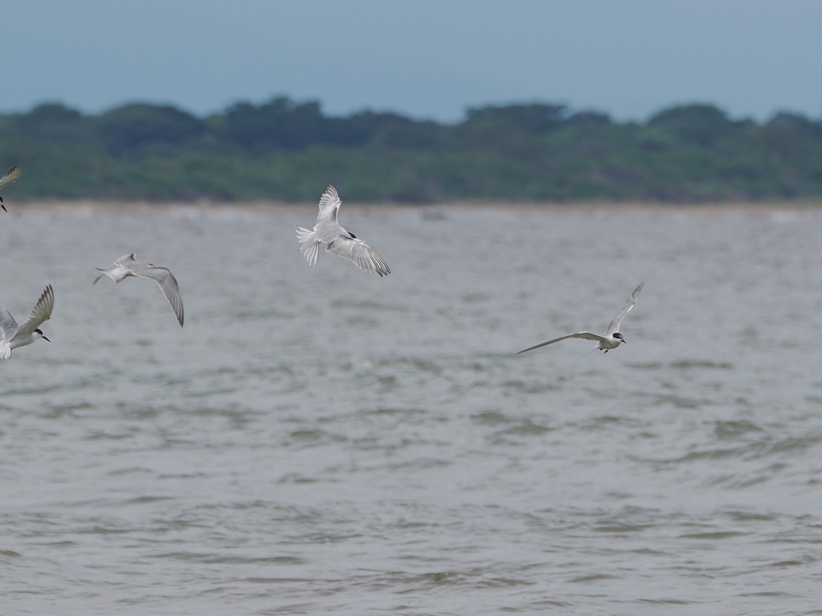 Common Tern - ML611015248