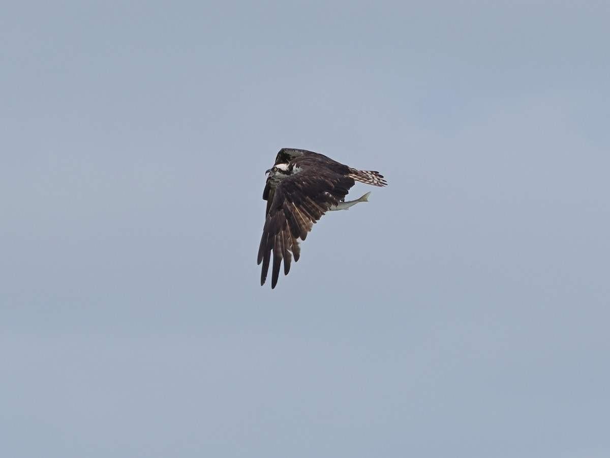 Águila Pescadora - ML611015300