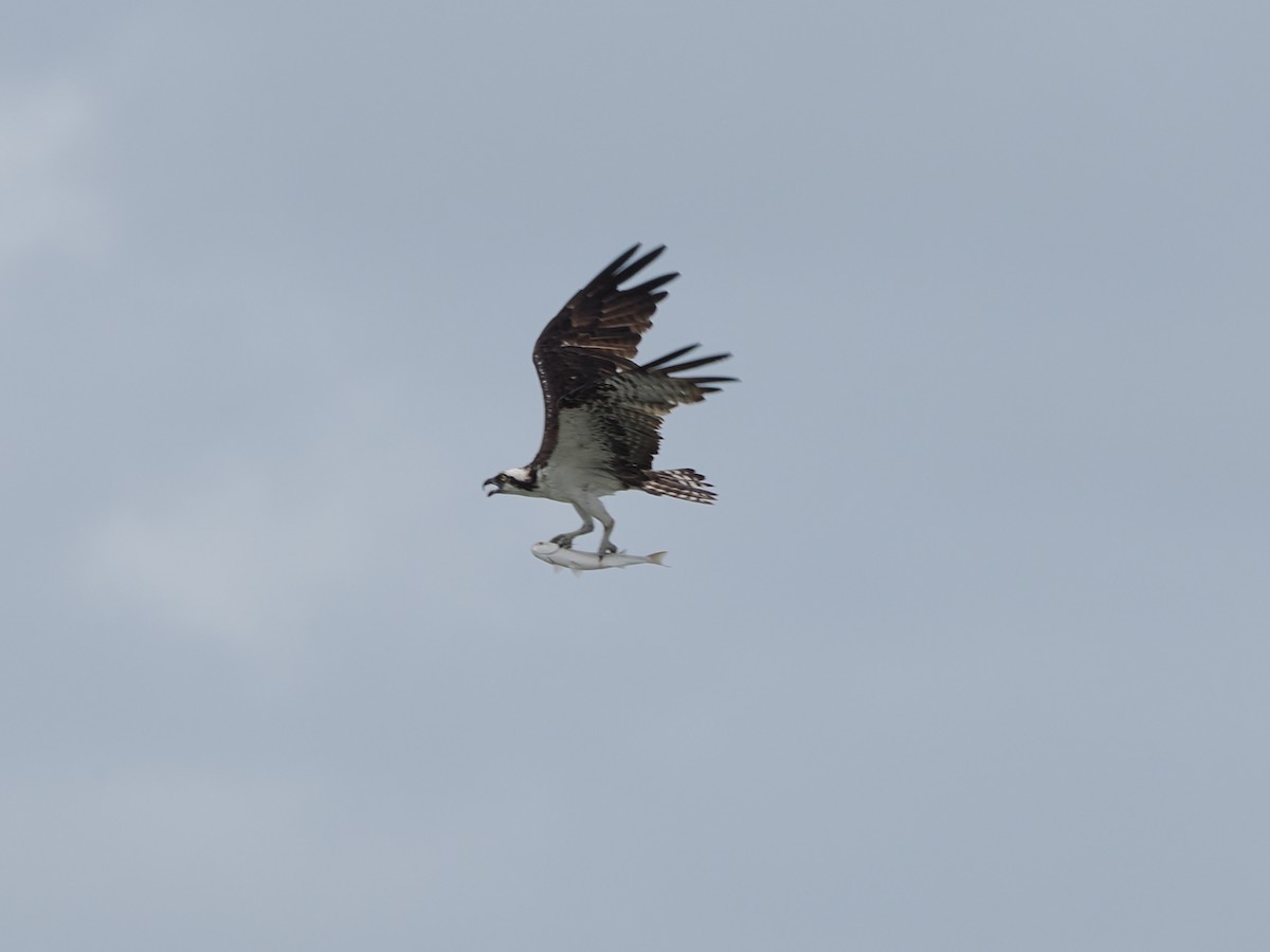 Osprey - ML611015301