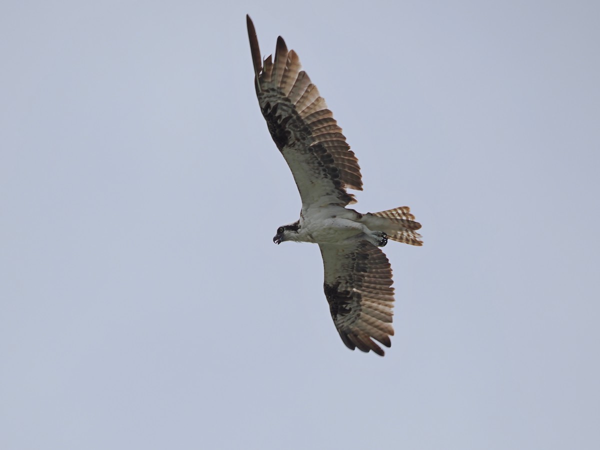 Balbuzard pêcheur - ML611015303