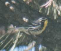 Yellow-throated Warbler (albilora) - ML61101531