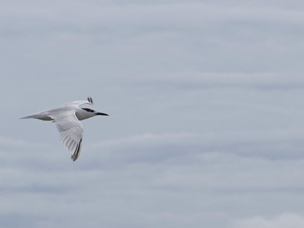 Sandwich Tern - Allan Strong