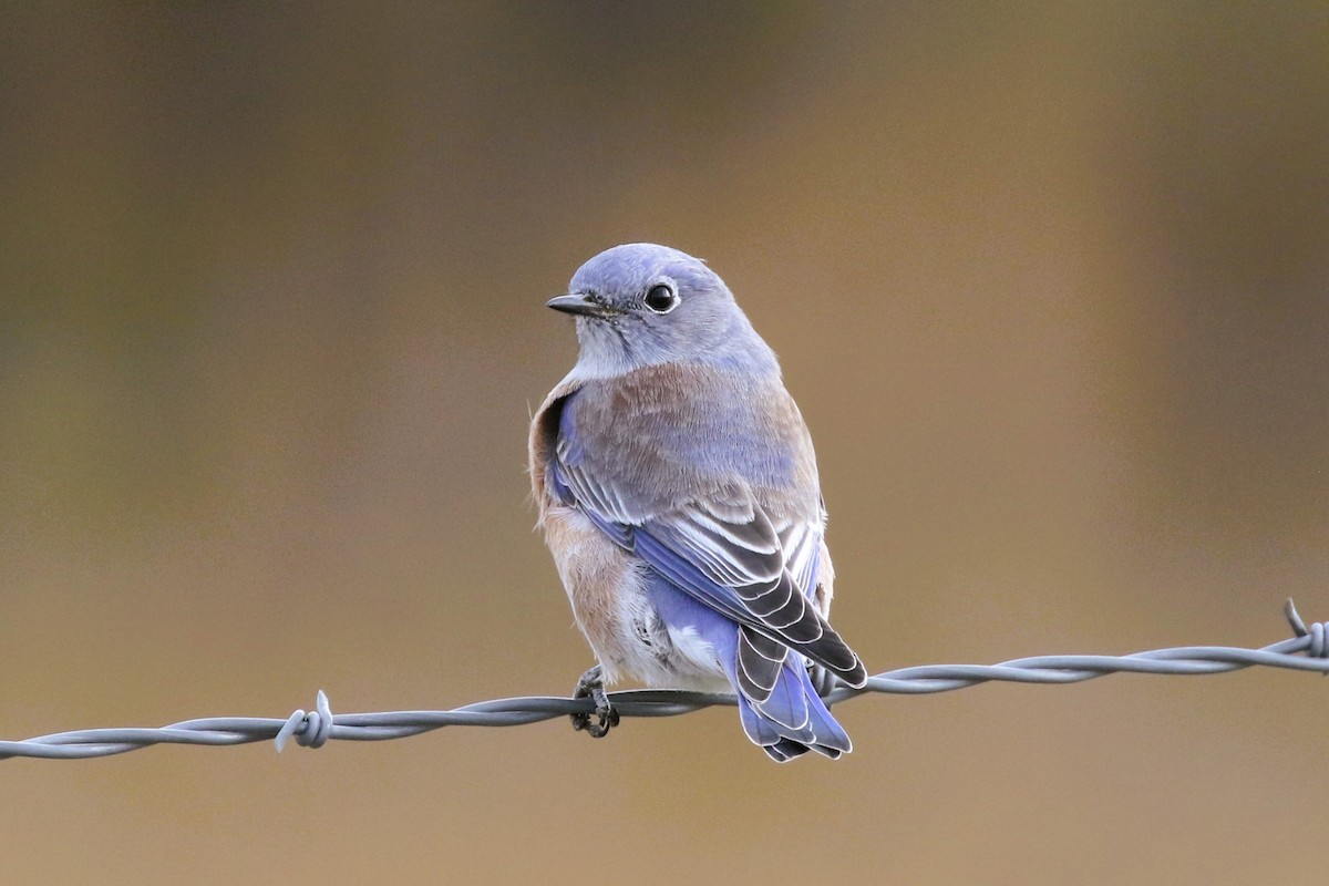 Western Bluebird - Stephen Turner