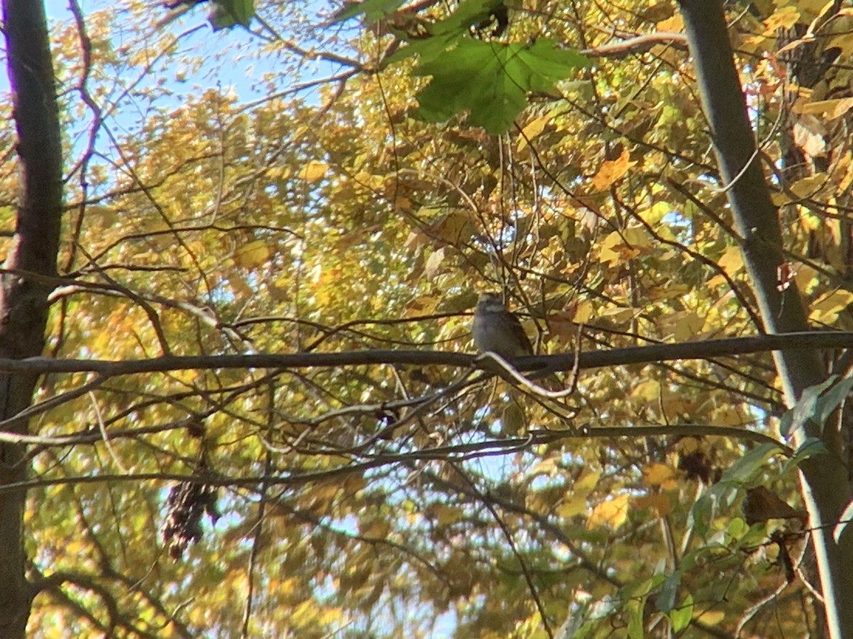 White-throated Sparrow - ML611015555