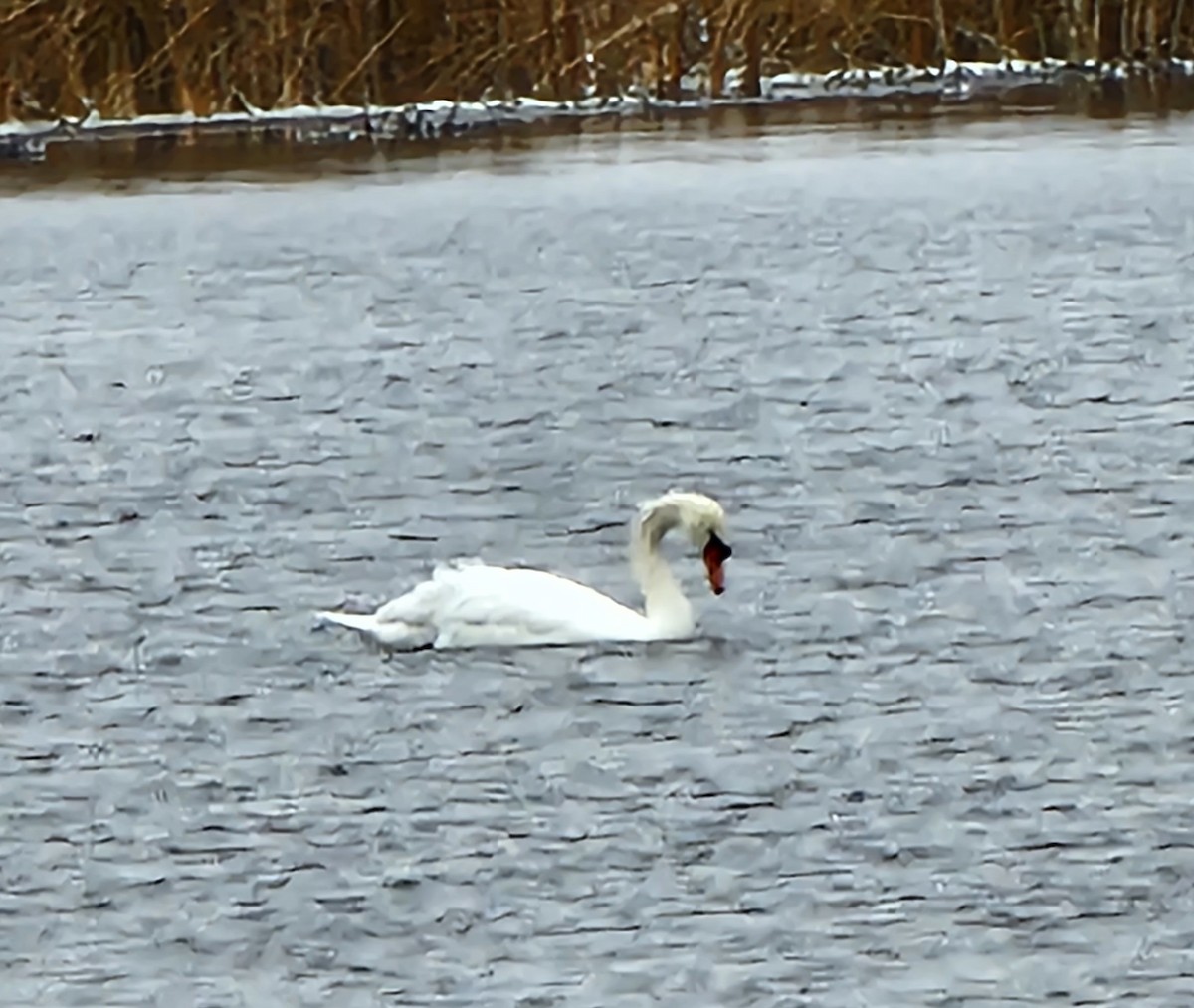 Cygne tuberculé - ML611015664