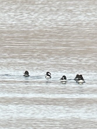 Hooded Merganser - Adam Crutcher