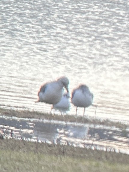 Bonaparte's Gull - ML611015675