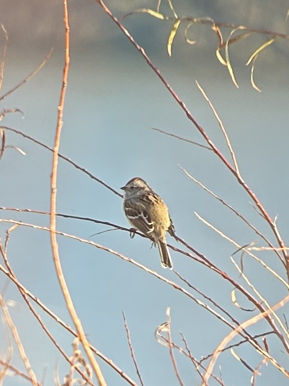 American Tree Sparrow - Adam Crutcher