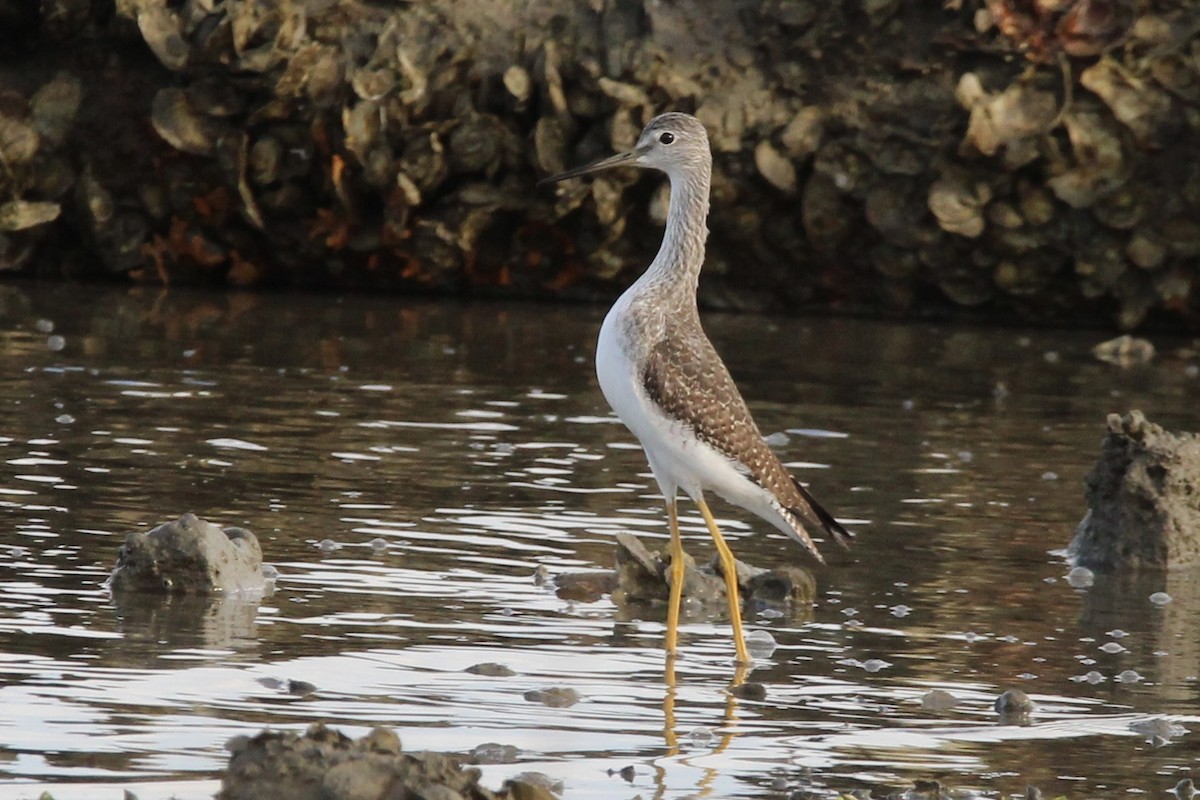 Greater Yellowlegs - ML611015722