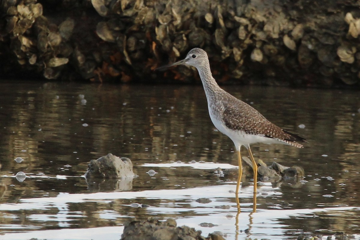 Greater Yellowlegs - ML611015724