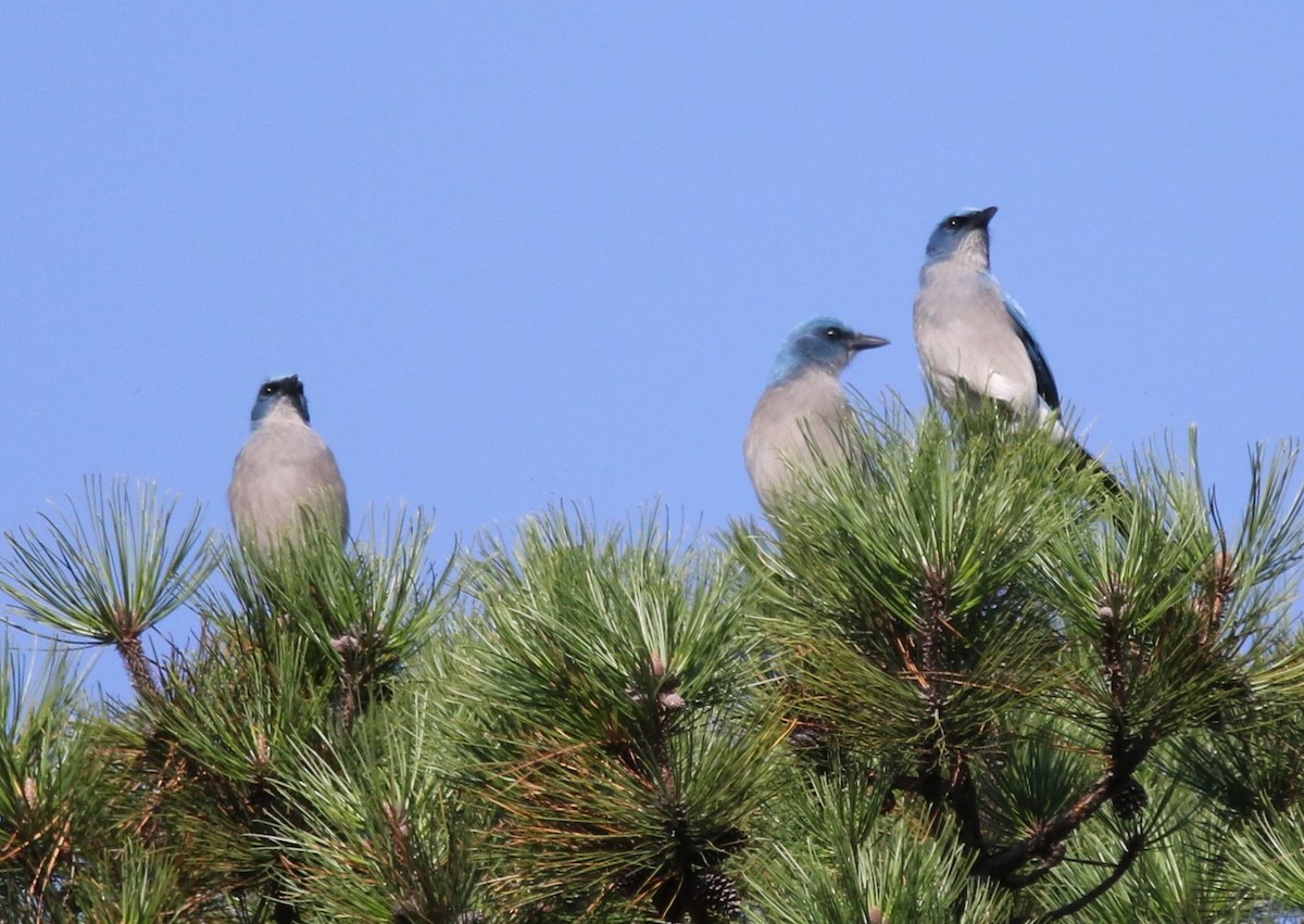 Mexican Jay - ML611015732