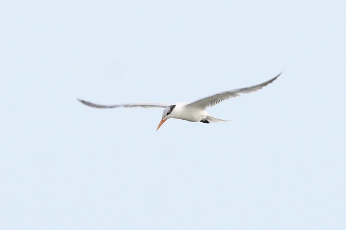 Royal Tern - ML611015739