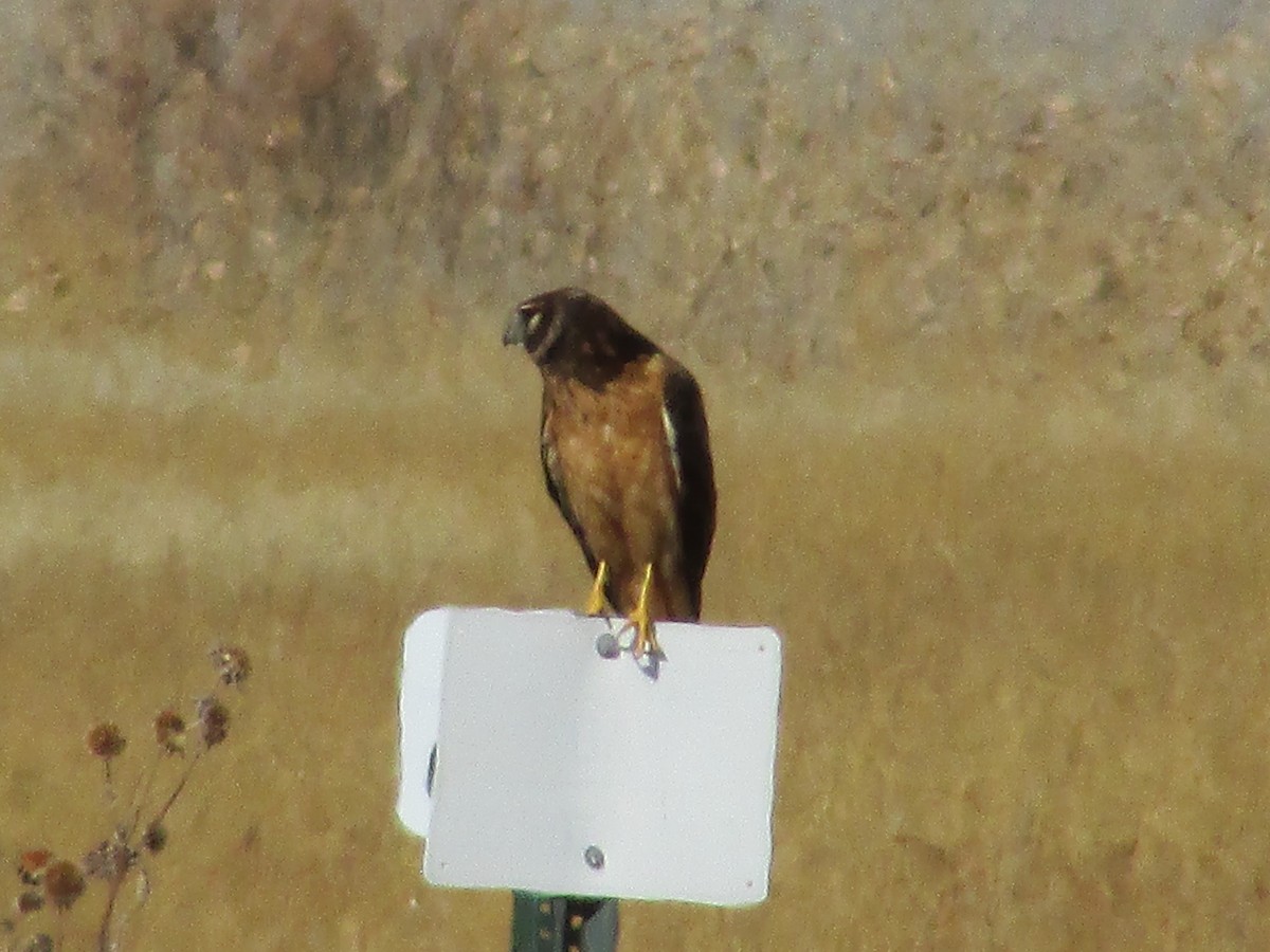 Northern Harrier - ML611015750