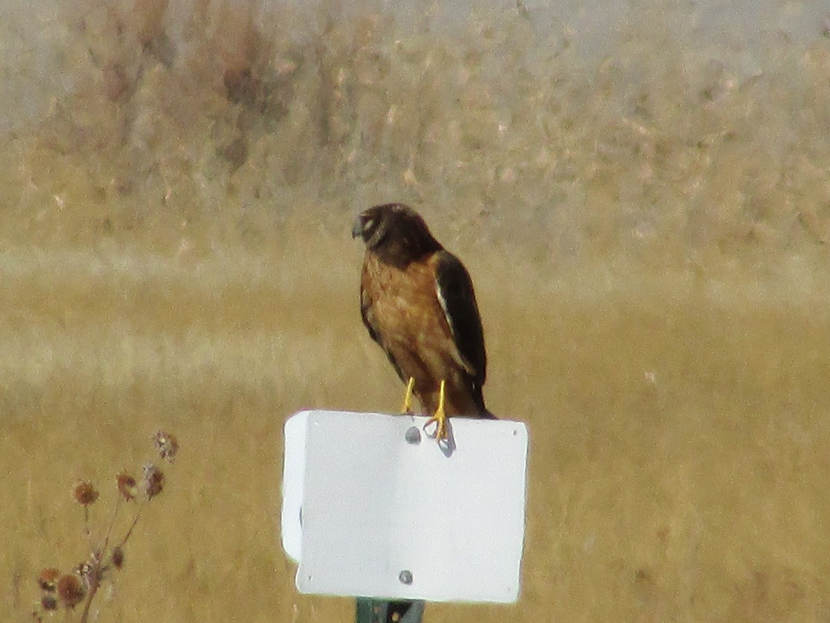 Northern Harrier - ML611015751