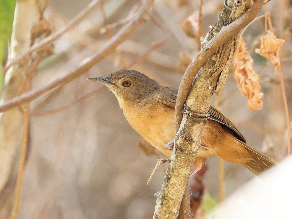 Sulawesi Babbler - Myles McNally