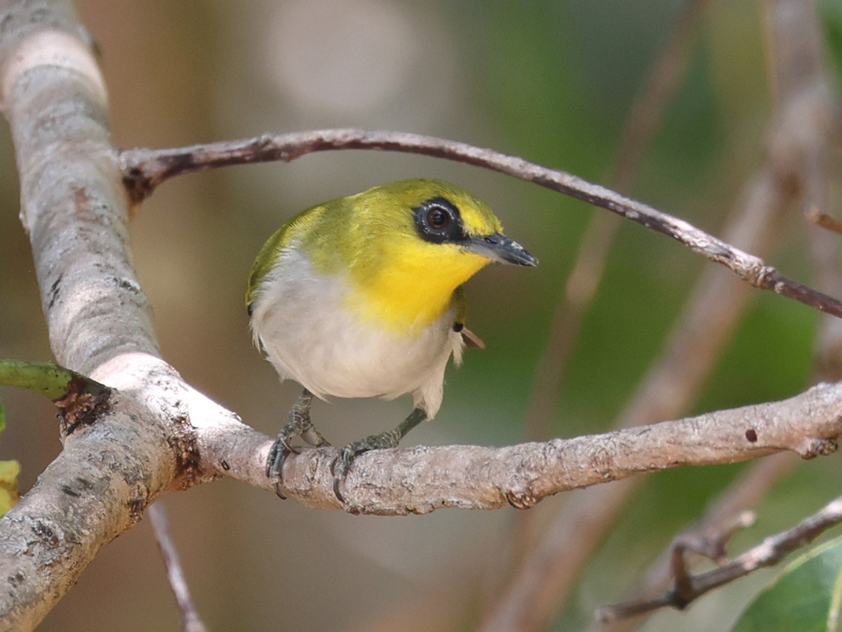 Black-ringed White-eye - ML611015810