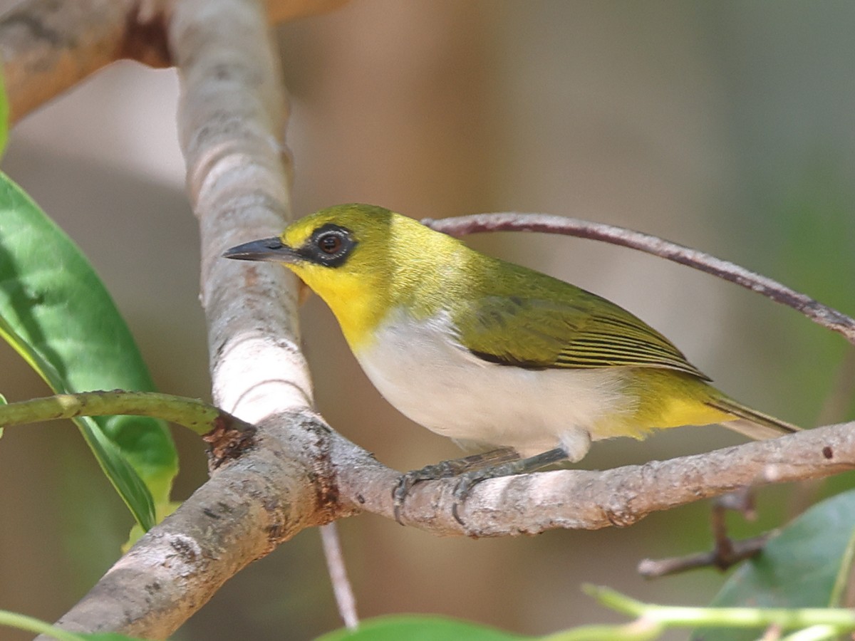 Black-ringed White-eye - ML611015811