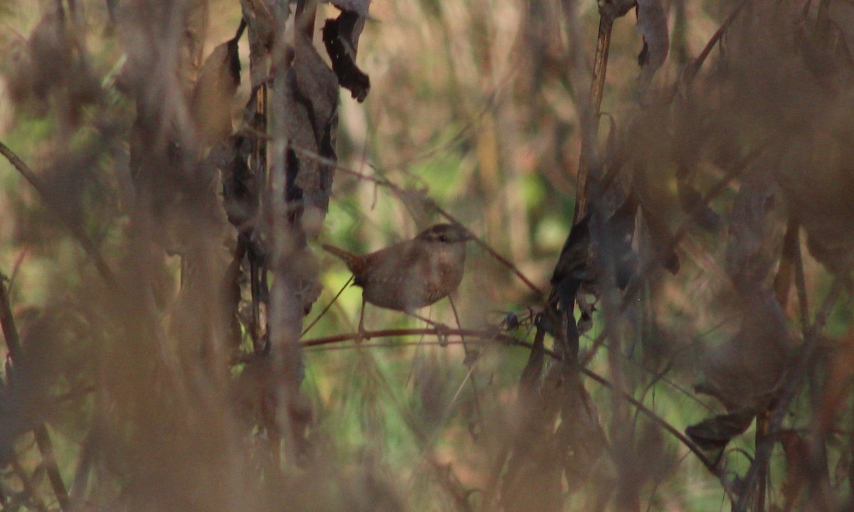 Winter Wren - G A