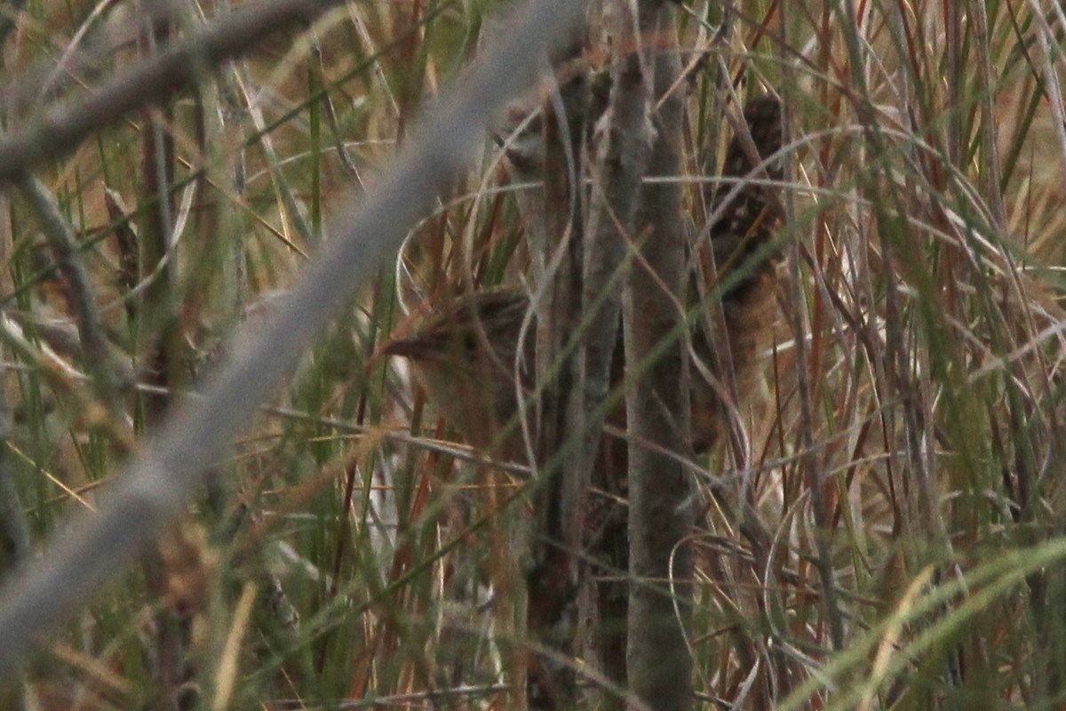 Sedge Wren - ML611015852