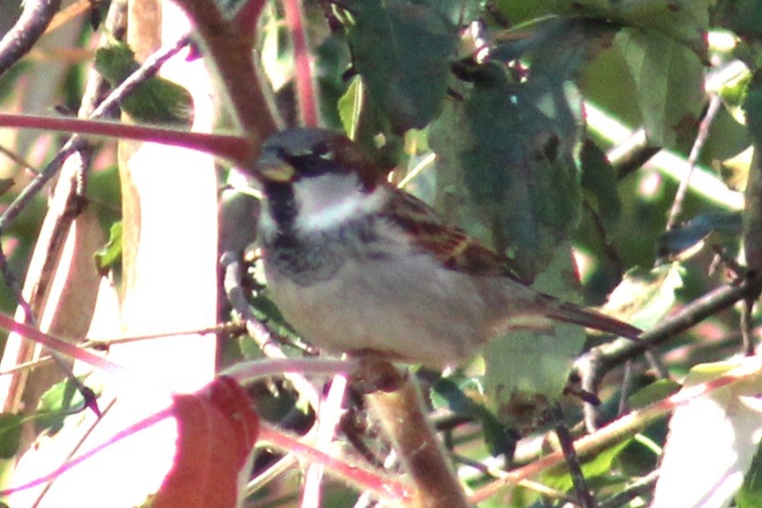 House Sparrow - ML611015859