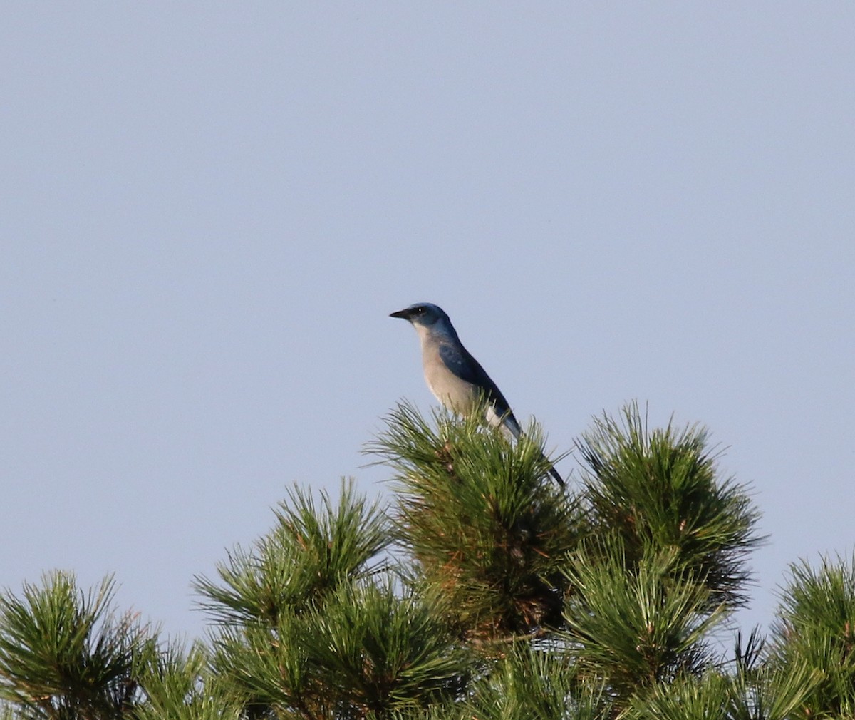 Mexican Jay - ML611015901