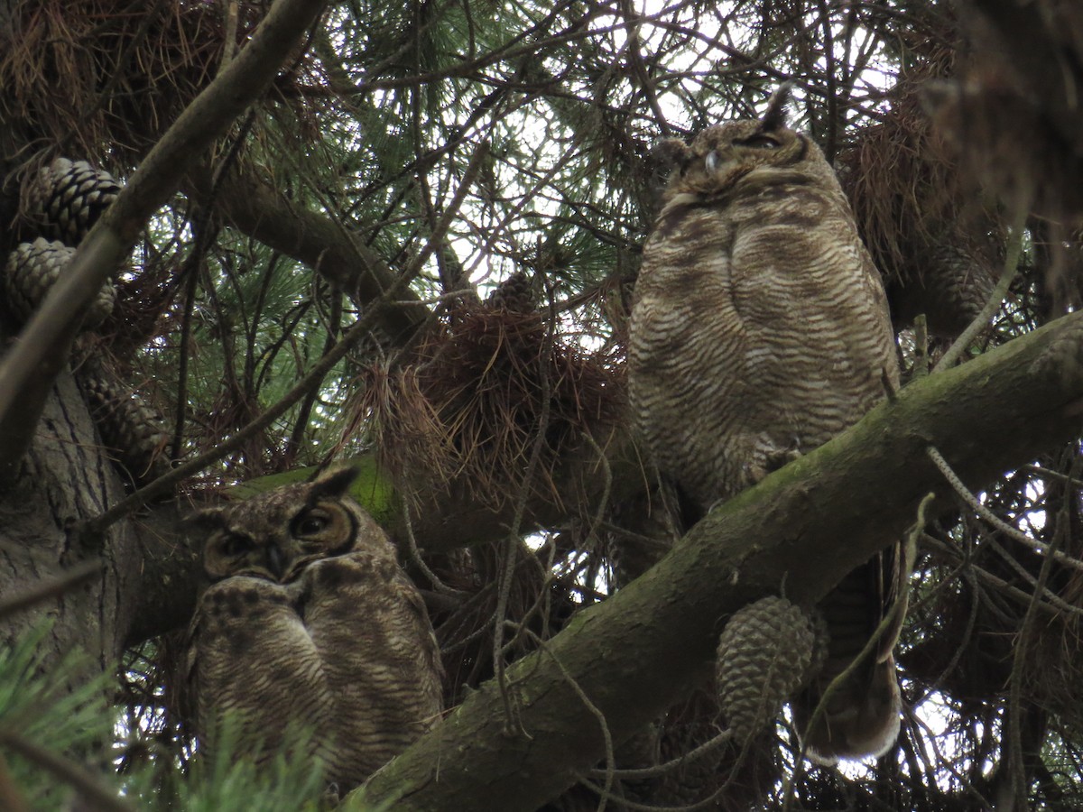 Lesser Horned Owl - ML611015913