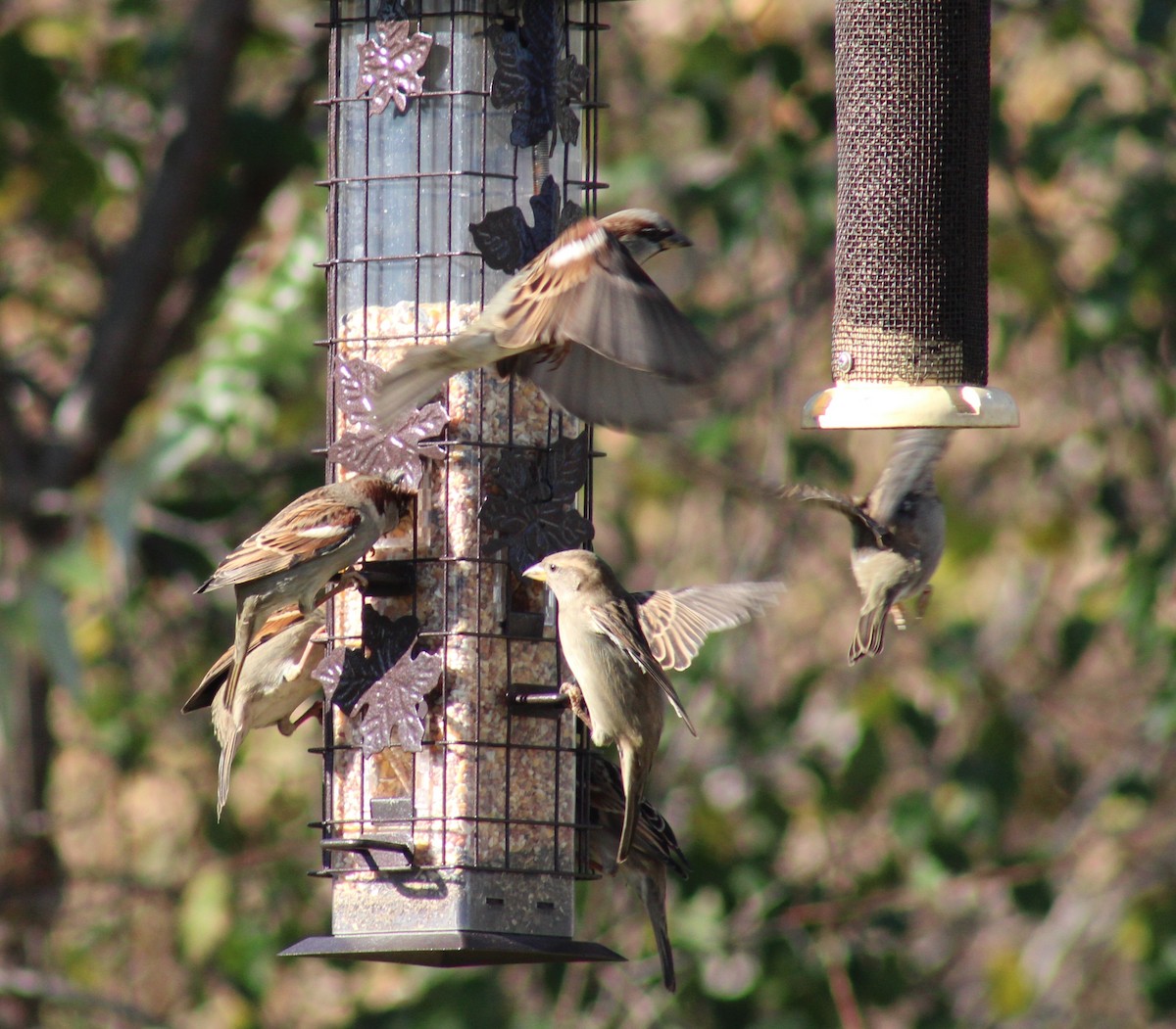 House Sparrow - ML611015914