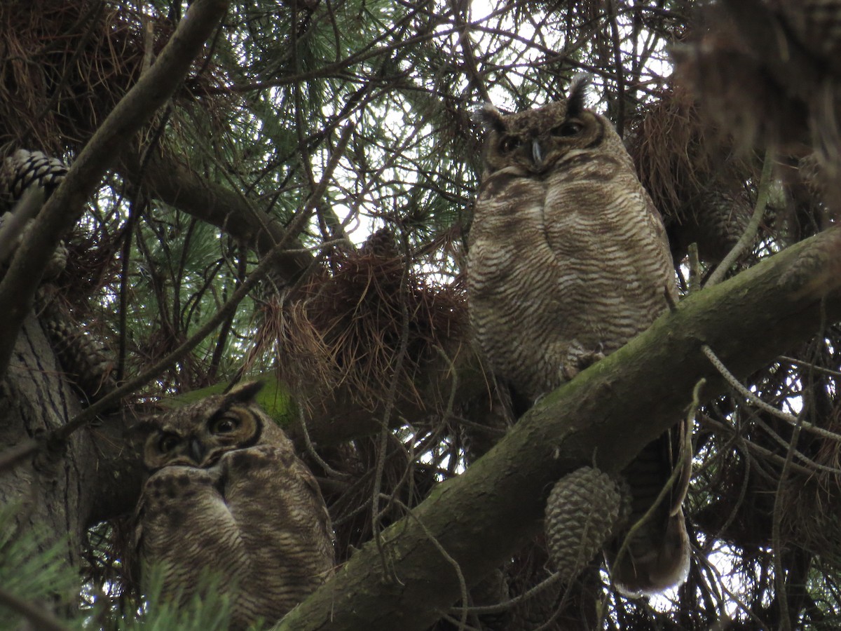 Lesser Horned Owl - ML611015915
