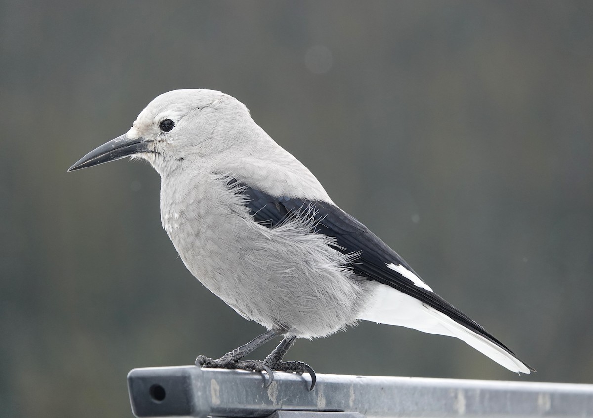 Clark's Nutcracker - Michael Leven