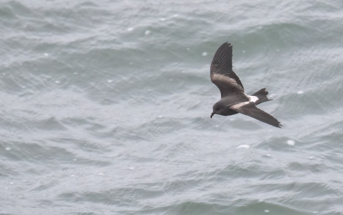 Leach's Storm-Petrel - ML611015989