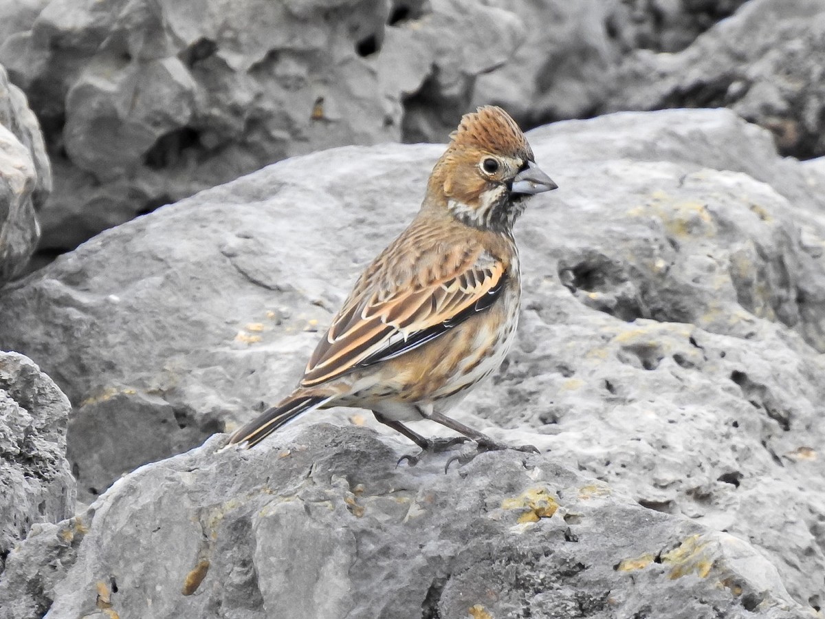 Lark Bunting - ML611016096