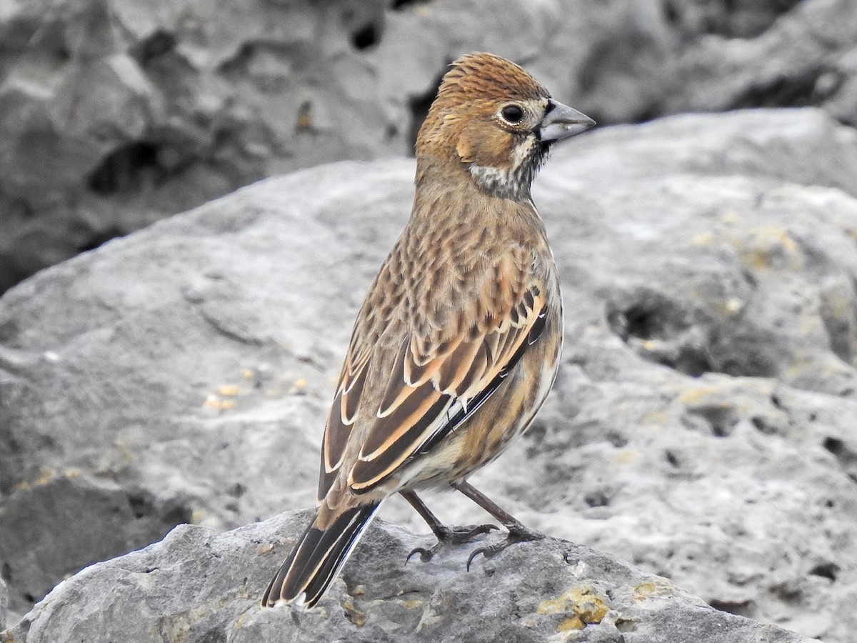 Lark Bunting - ML611016097