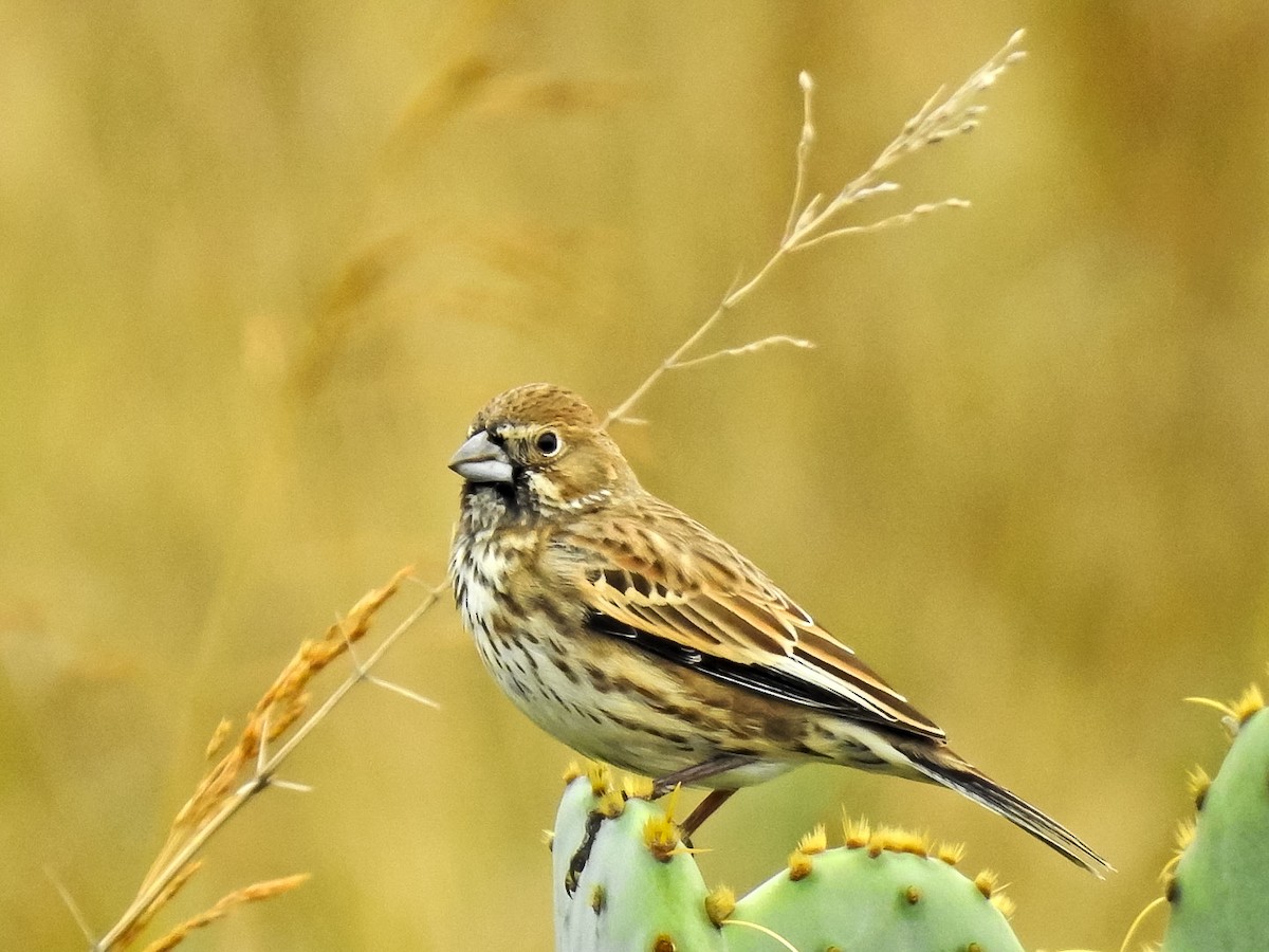 Lark Bunting - ML611016099