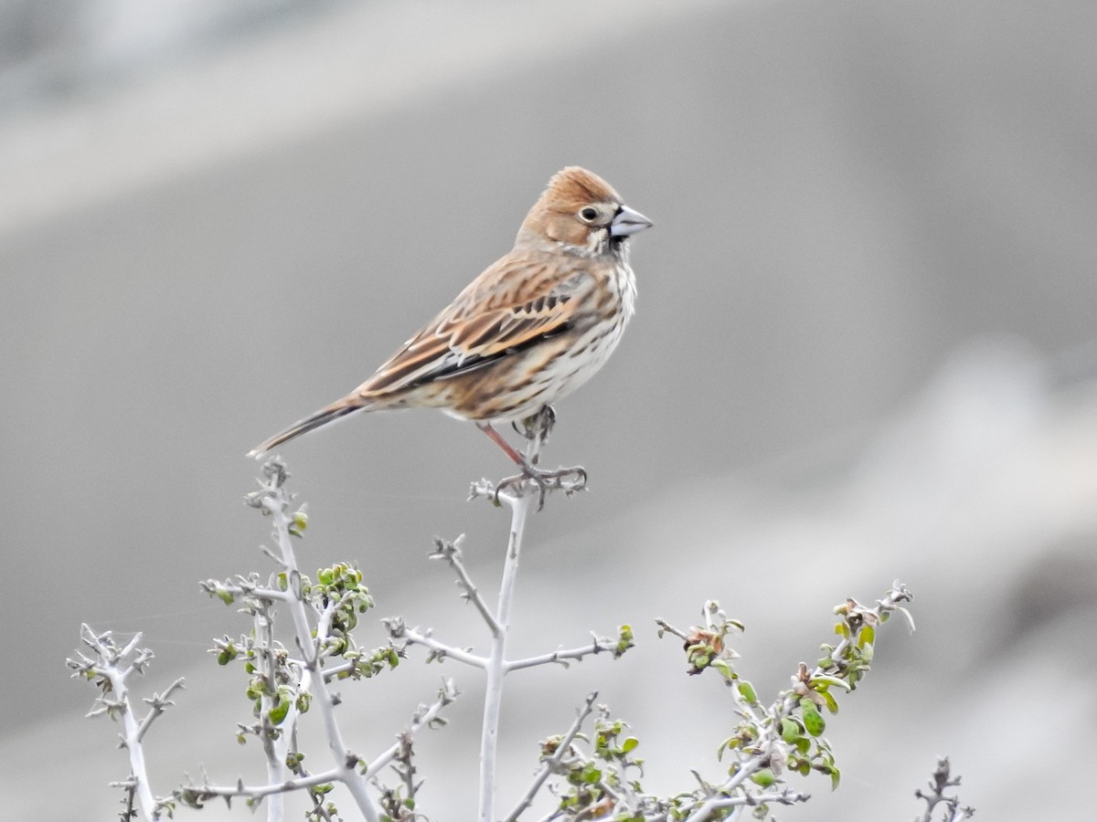 Lark Bunting - ML611016100