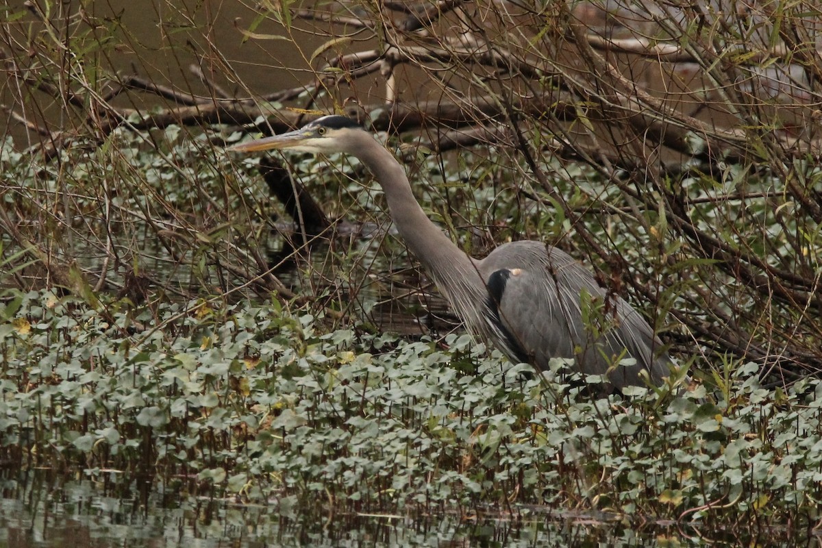 Garza Azulada (grupo herodias) - ML611016144