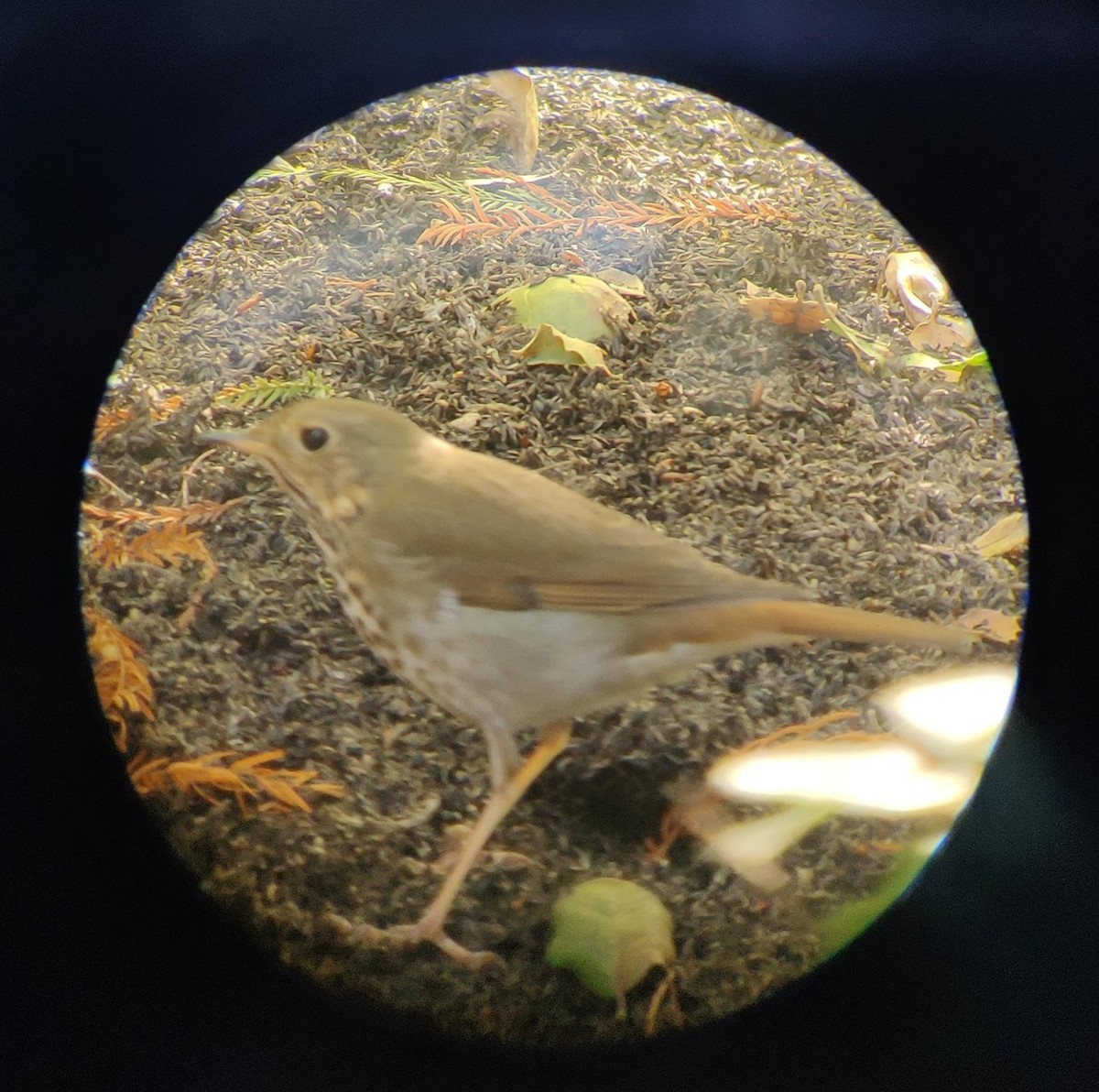 Hermit Thrush - ML611016159