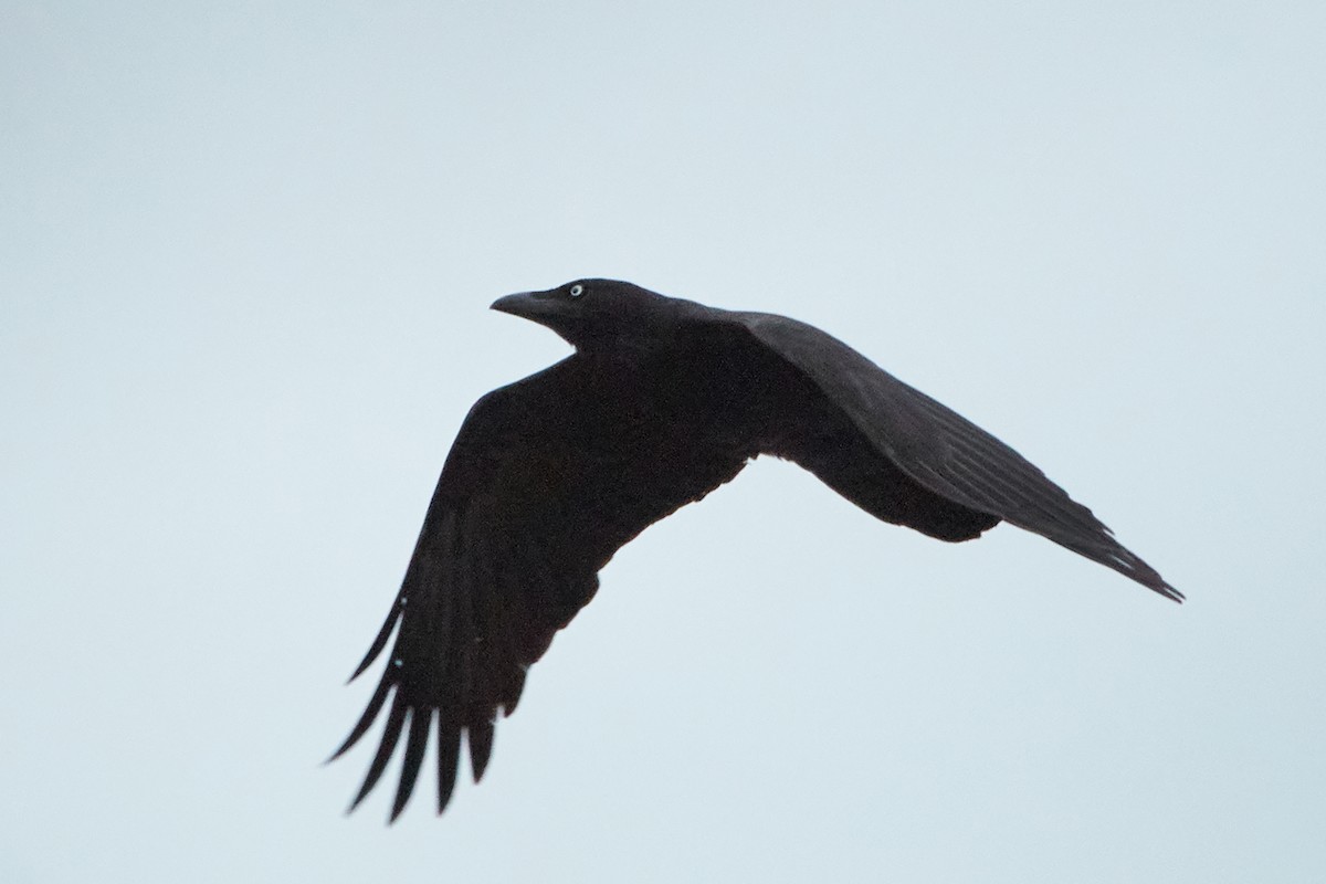 Corbeau de Tasmanie - ML611016161