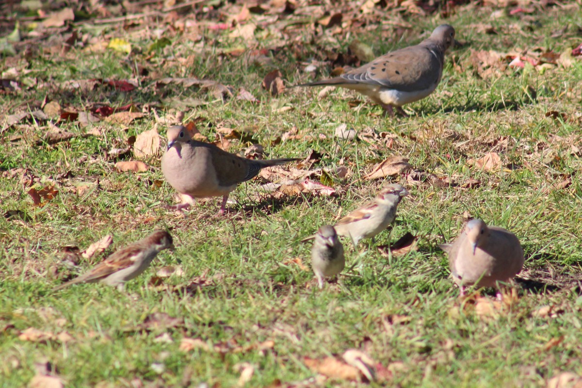 House Sparrow - ML611016162