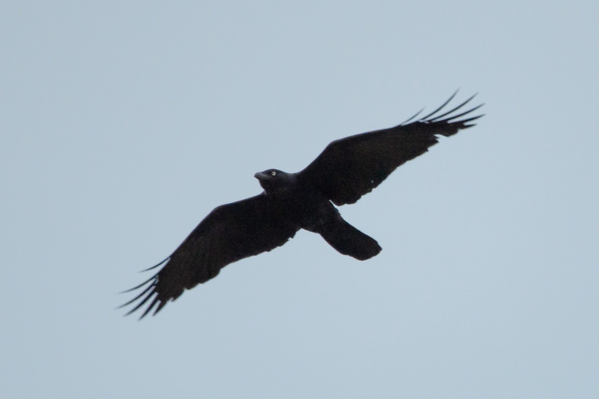 Corbeau de Tasmanie - ML611016163