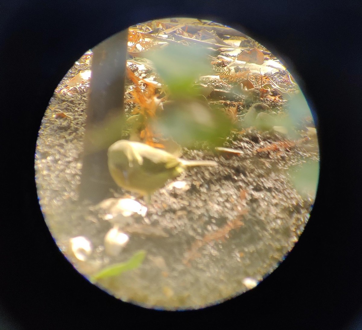 Orange-crowned Warbler - ML611016169