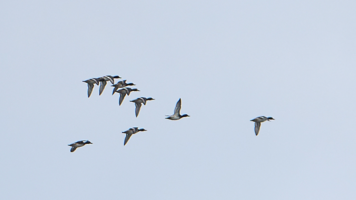 Lesser Scaup - Chris Chappell