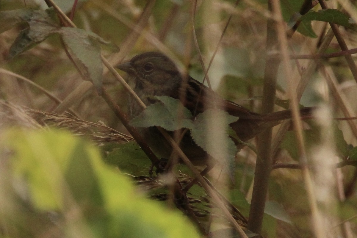 Swamp Sparrow - ML611016191